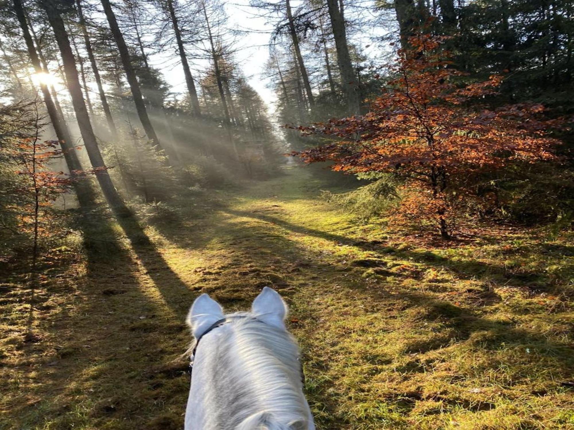 Cozy Holiday Home On A Horse Farm In The L Neburg Heath Eschede エクステリア 写真